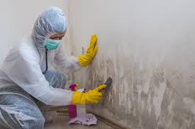 Trusted Lake Hopatcong, NJ Mold Removal Services Experts